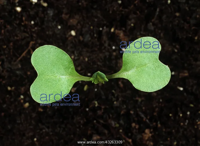 : Oilseed Rape (Brassica napus) seedling : Oilseed Rape (Brassica napus) seedling