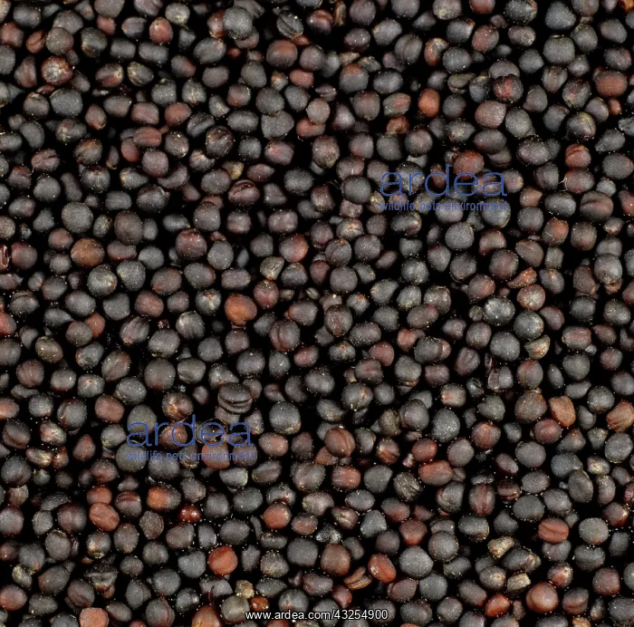 : Oilseed Rape (Brassica napus) seeds : Oilseed Rape (Brassica napus) seeds