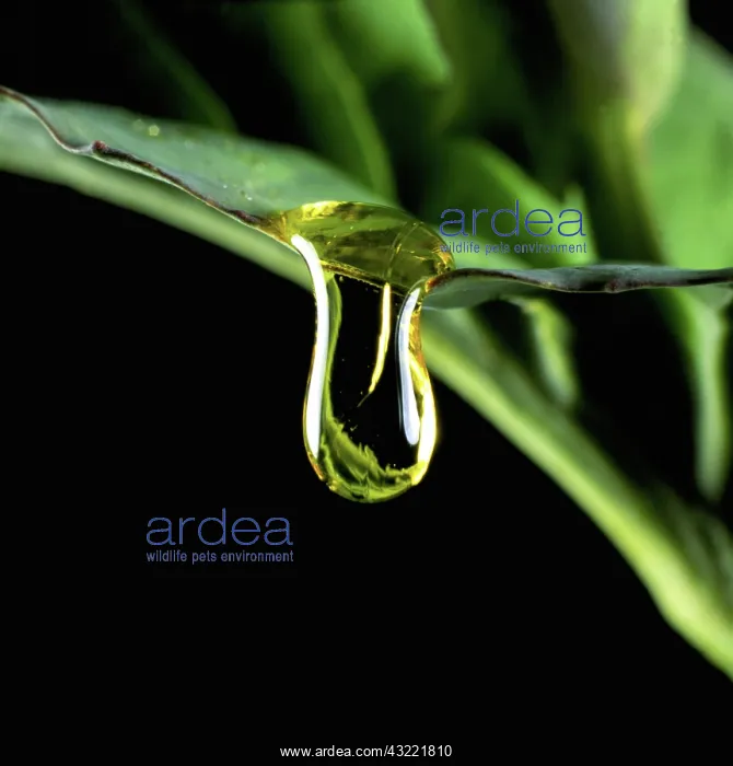 : Oilseed rape or canola : Oilseed rape or canola