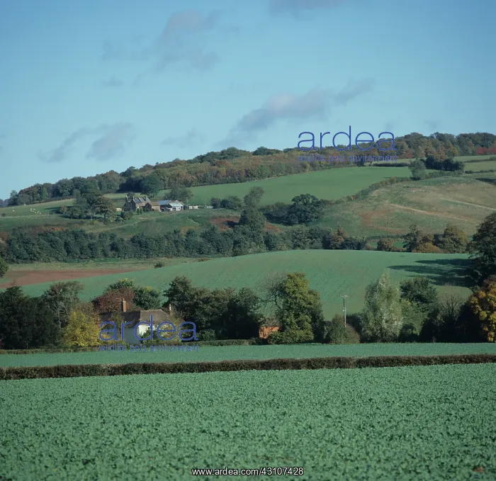 : Oilseed rape crop : Oilseed rape crop