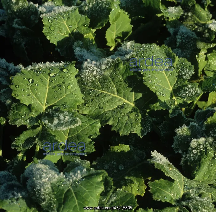 : Oilseed rape crop : Oilseed rape crop