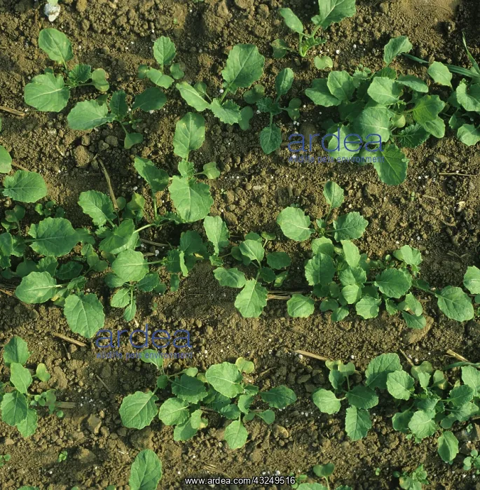 : Oilseed rape crop : Oilseed rape crop