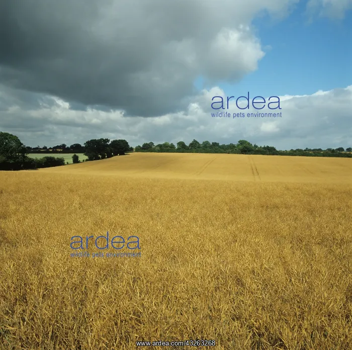 : Oilseed rape crop : Oilseed rape crop