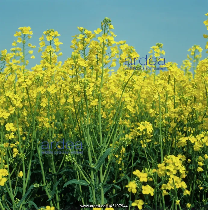 : Oilseed rape crop in full flower : Oilseed rape crop in full flower