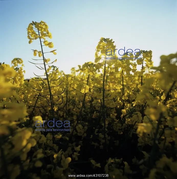 : Oilseed rape flowers : Oilseed rape flowers