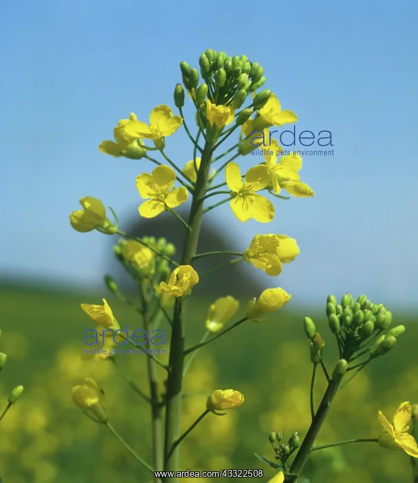 : Oilseed rape flowers : Oilseed rape flowers
