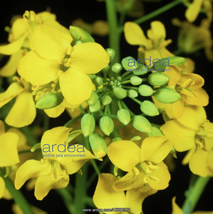 : Oilseed rape flowers : Oilseed rape flowers