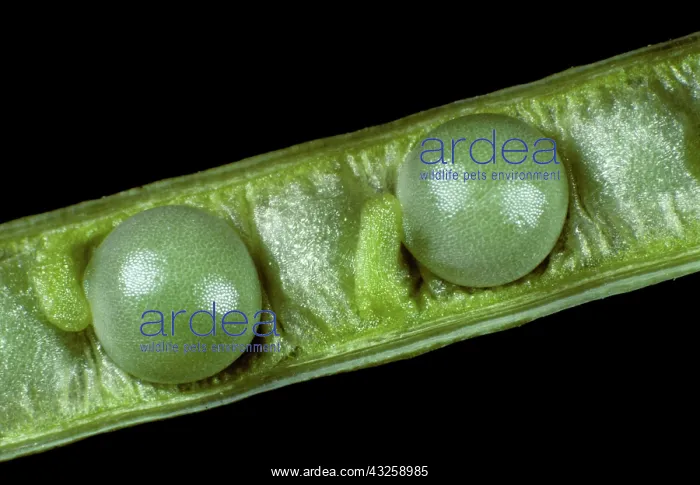 : Oilseed rape pod with seeds : Oilseed rape pod with seeds