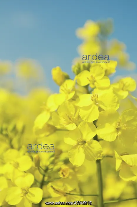 : Oilseedrape : Oilseedrape