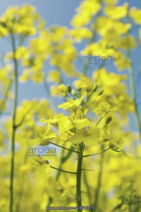 : Oilseedrape : Oilseedrape