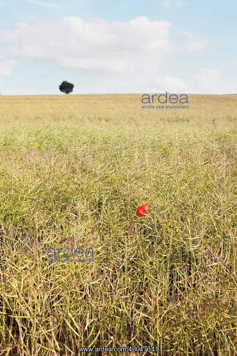 : Oilseedrape : Oilseedrape