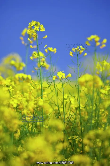 : Oilseedrape