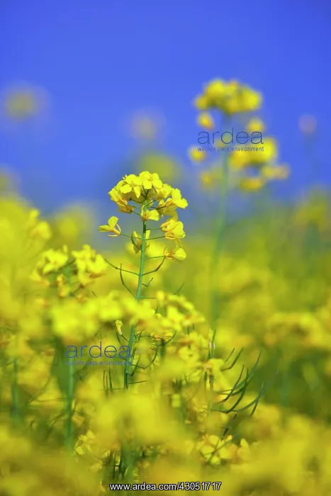 : Oilseedrape : Oilseedrape