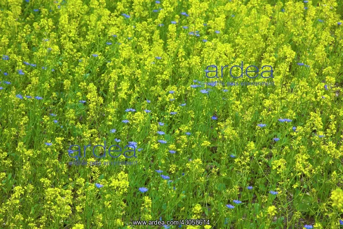 : Oilseedrape : Oilseedrape