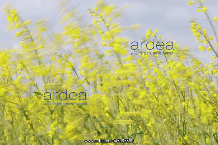  : Oilseedrape
