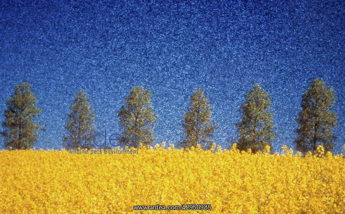 : Oilseedrape&Poplar : Oilseedrape&Poplar