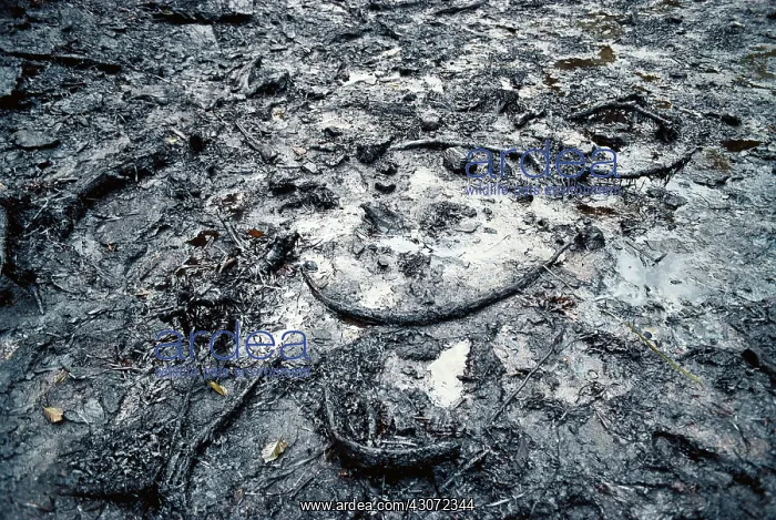 : Oily Beach After Exxon-Valdez Spill : Oily Beach After Exxon-Valdez Spill