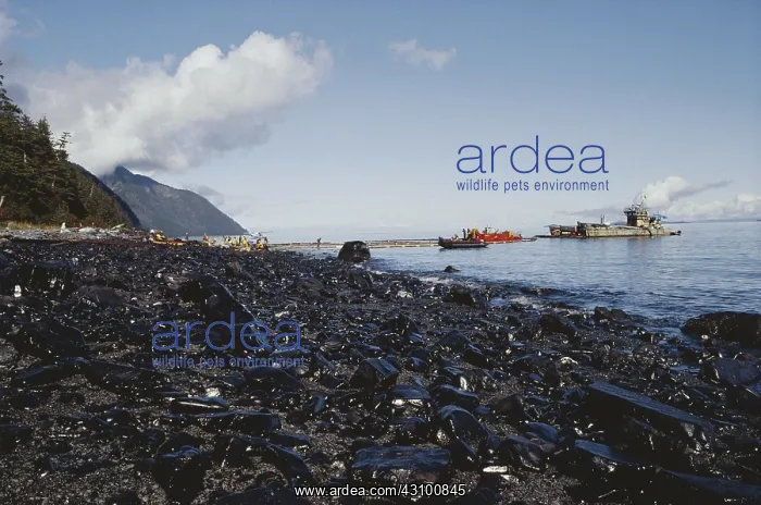 : Oily Beach After Exxon-Valdez Spill, Prince William Sound, A : Oily Beach After Exxon-Valdez Spill, Prince William Sound, A