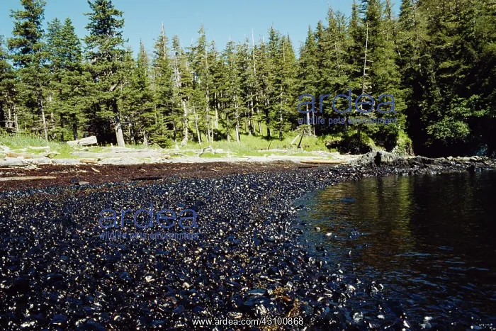 : Oily Beach After Exxon-Valdez Spill, Prince William Sound, A : Oily Beach After Exxon-Valdez Spill, Prince William Sound, A