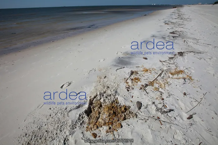 : Oily Sand on Gulf : Oily Sand on Gulf