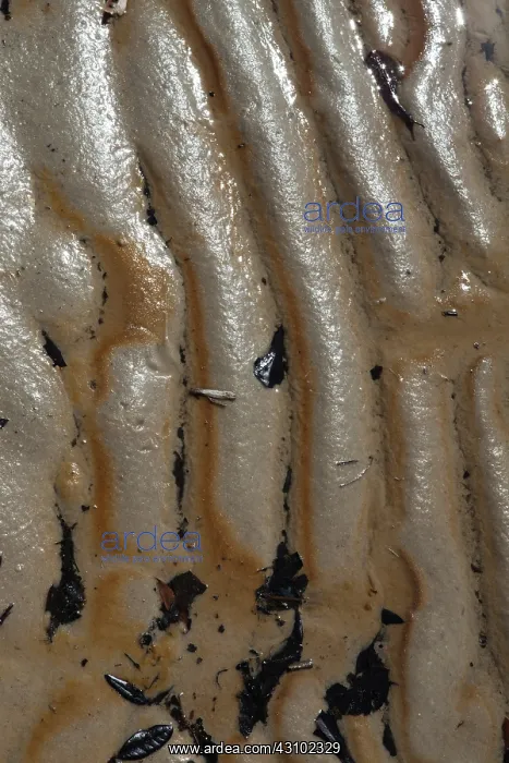 : Oily Sand on Gulf Beach : Oily Sand on Gulf Beach