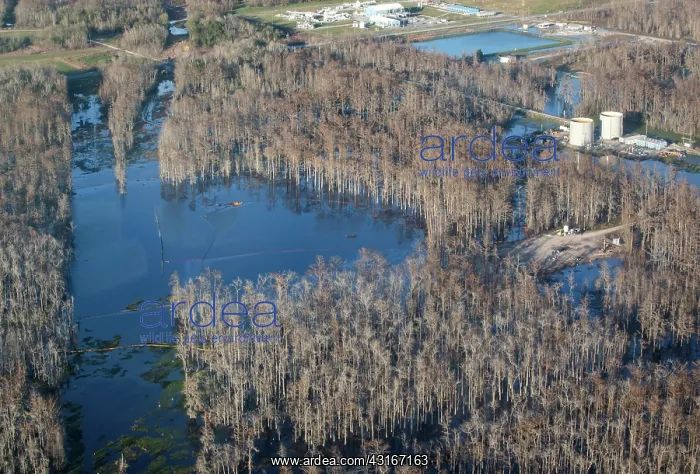 : Oily Sheen on Sinkhole : Oily Sheen on Sinkhole