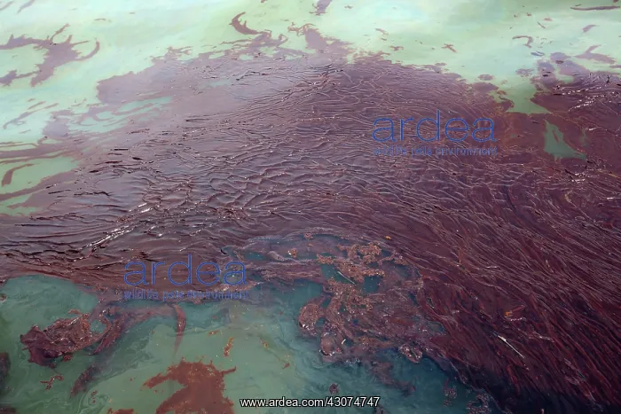 : Oily waste from BP Spill : Oily waste from BP Spill