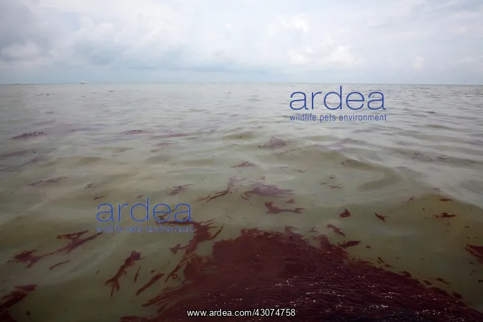 : Oily waste from BP Spill : Oily waste from BP Spill