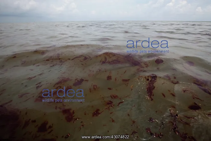 : Oily waste from BP Spill : Oily waste from BP Spill