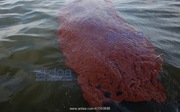 : Oily waste from BP Spill : Oily waste from BP Spill