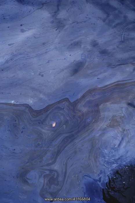 : Oily Water After Arco Spill, 1985 : Oily Water After Arco Spill, 1985