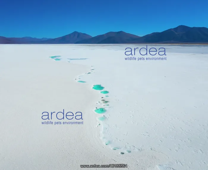 : Ojos, Salar de Pocitos, La Puna, Argentina, South : Ojos, Salar de Pocitos, La Puna, Argentina, South
