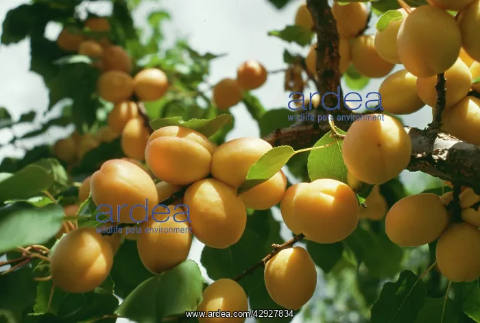  : OKANAGAN APRICOTS ON TREE