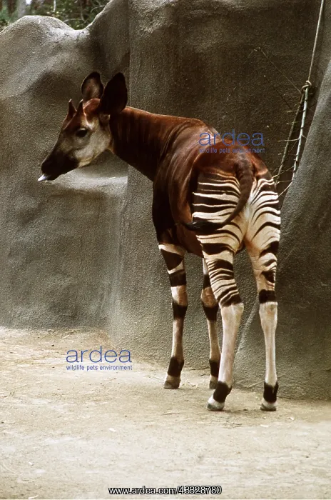 : OKAPI : OKAPI