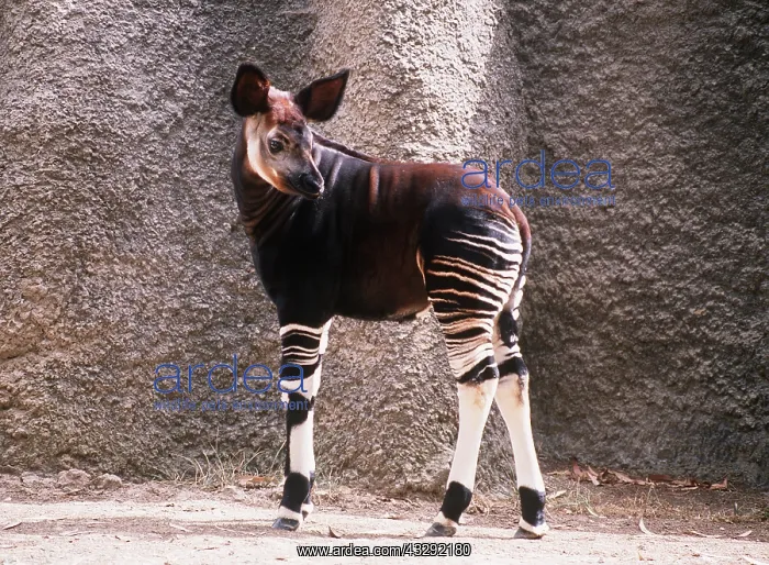 : OKAPI CALF - calf three months old : OKAPI CALF - calf three months old