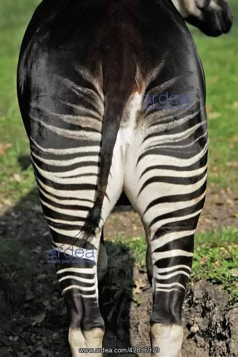 : Okapi - female. In captivity : Okapi - female. In captivity