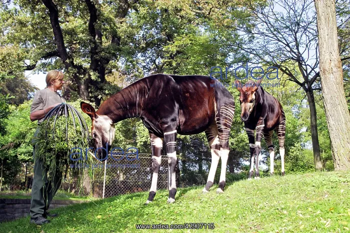  : Okapi - male