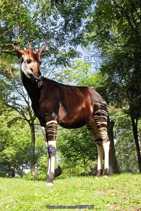: Okapi - male : Okapi - male