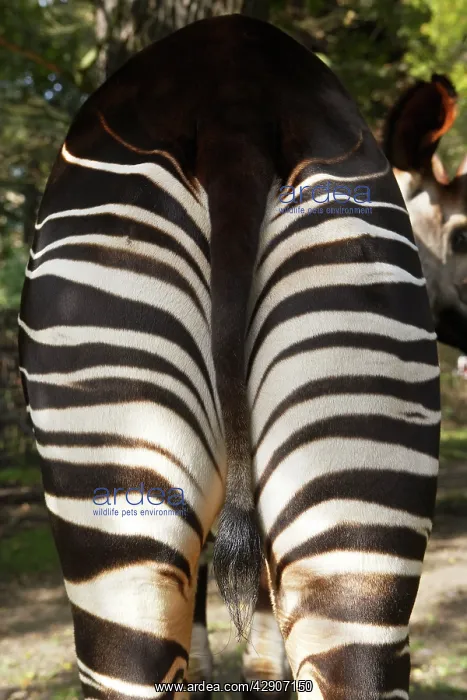 : Okapi - male : Okapi - male