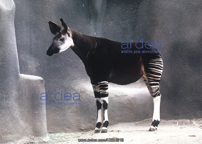 : OKAPI - male : OKAPI - male