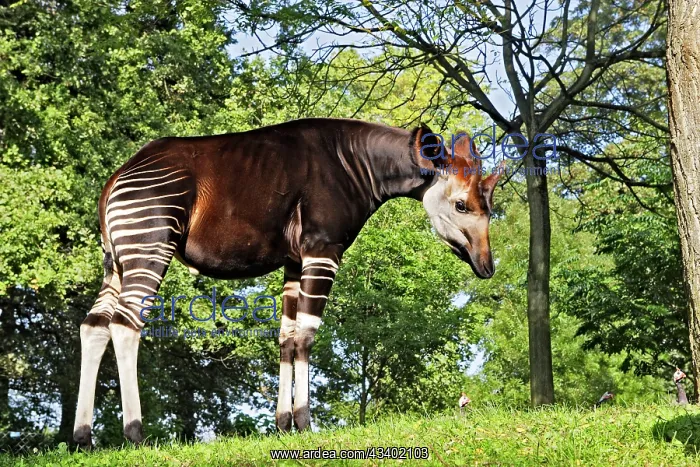 : Okapi - male : Okapi - male