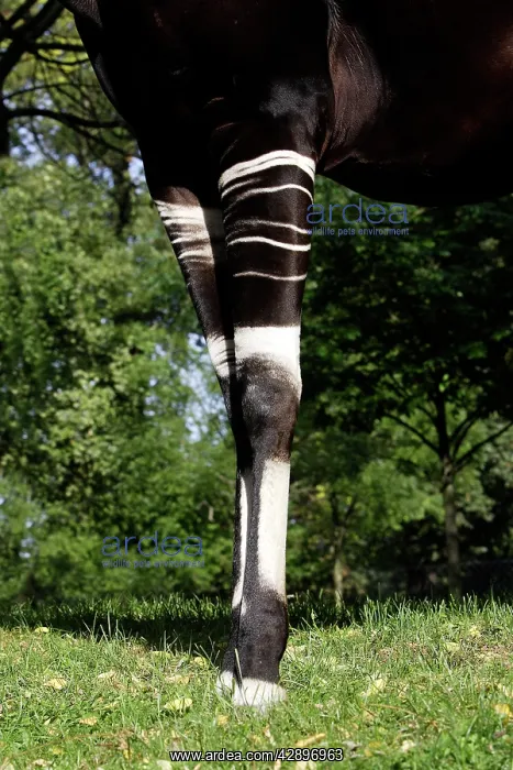 : Okapi - male. In captivity : Okapi - male. In captivity