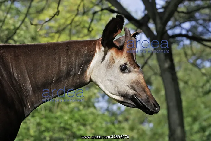 : Okapi - male. In captivity : Okapi - male. In captivity