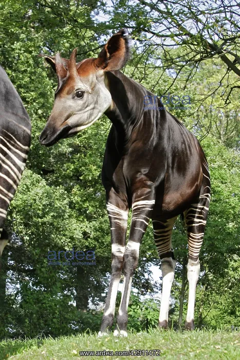 : Okapi - male. In captivity : Okapi - male. In captivity