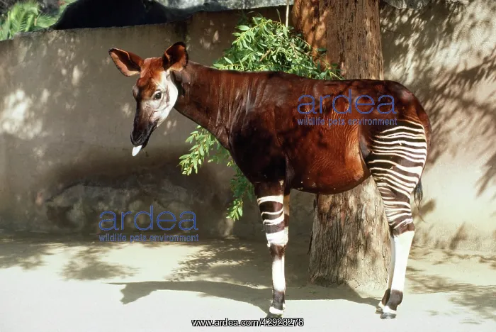  : OKAPI (Okapi johnstoni)