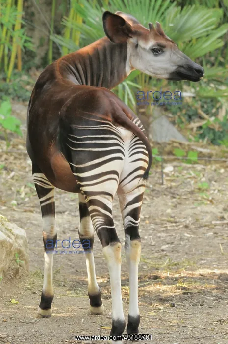 : Okapi (Okapia johnstoni) Endangered species Captive : Okapi (Okapia johnstoni) Endangered species Captive