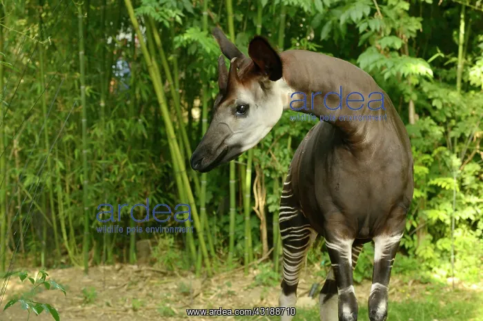 : Okapi (Okapia johnstoni) Endangered species Captive : Okapi (Okapia johnstoni) Endangered species Captive