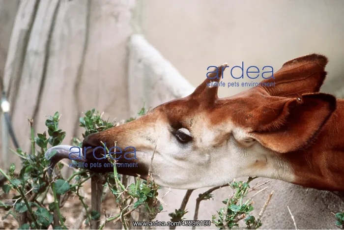 : OKAPI - reaching for food with tongue : OKAPI - reaching for food with tongue