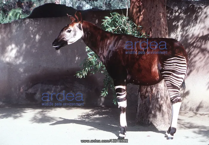 : OKAPI - sideview : OKAPI - sideview