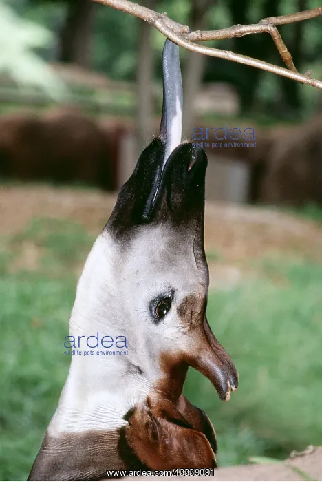 : OKAPI - Sticking Tongue out to lick branch : OKAPI - Sticking Tongue out to lick branch